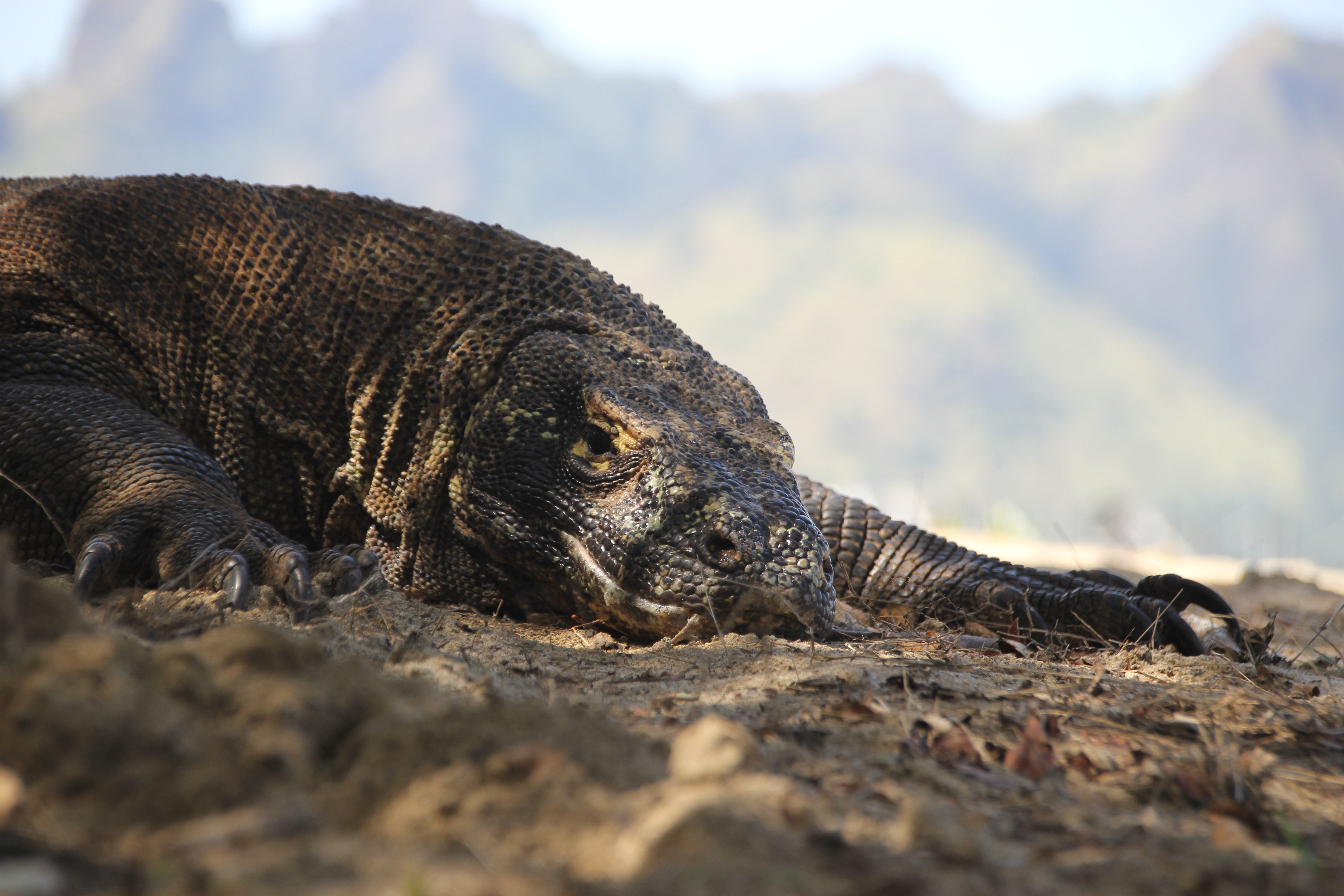 Komodowaran