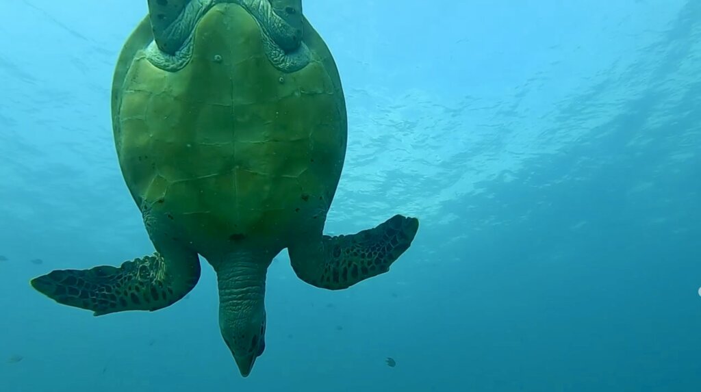 Grüne Meeresschildkröte