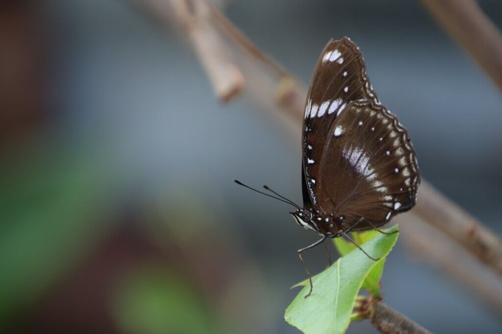 Gewöhnliche Eierfliege